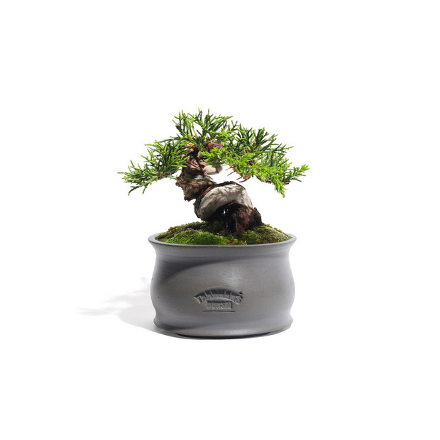 真柏 -Japanese Juniper- (推定樹齢20年)-M0016- 詳細画像